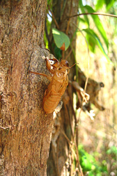 Shed Skin - Thailand