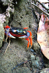 Little Crab - Costa Rica