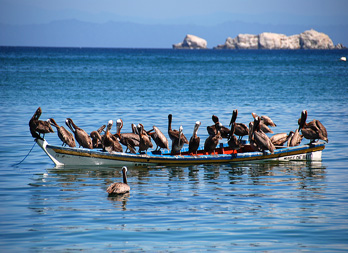 Boat Full Of Birds - Venezuela